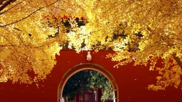 中山公園のイチョウが黄金色に　北京市
