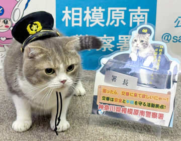 「困ったら、交番に来てにゃ」相模原で猫3匹が一日署長、制帽かぶってPR