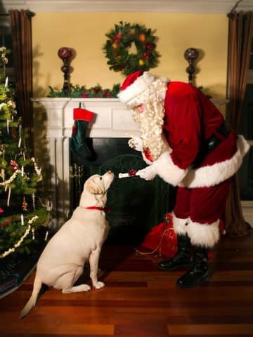サンタさんから愛犬へ「よいワンちゃんの証明書」贈呈　栃木・那須高原のホテルで最高すぎるクリスマス企画