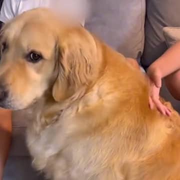 朝、雷が鳴りビビる大型犬→登校前の女の子たちに向かって…必死過ぎる『守ってください』の行動が569万再生「自分のサイズ分かってなくて草」