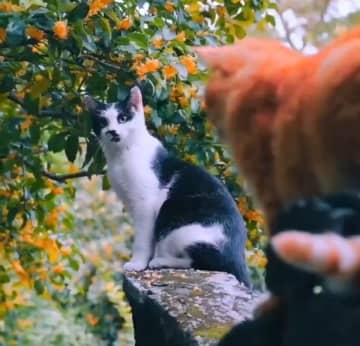 中国大使館の猫投稿に反響、「パンダ投稿」促す声も―中国