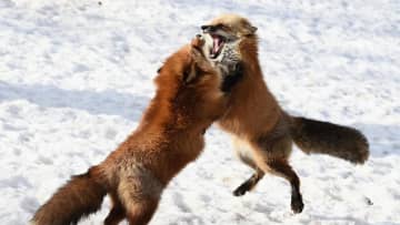 チェルシー対バルセロナのビッグマッチに乱入したのは…キツネ！？試合前のほっこり風景が話題