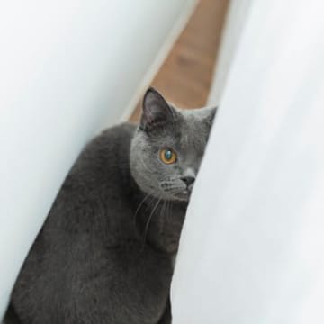 猫を『不安』にさせる飼い主のNG行動4つ　気付かぬうちにストレスを与えているかも？