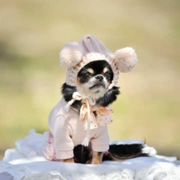 『服を着せるべき犬種』5選　洋服が必要なワンコの特徴やスムーズに着せる方法まで
