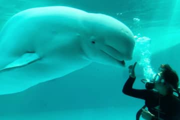 横浜・八景島シーパラダイスの冬イベント「シロイルカの水中パフォーマンス」エサやり体験も