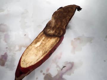 ひたちなかのサツマイモ基腐病　茨城県、土壌消毒完了で緊急事態宣言解除