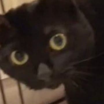 『ベッドに向かおうとする黒猫』を撮っていたら…飼い主さんが思わずツッコんだ『まさかの行動』に「すっげー見てるｗｗ」「可愛すぎ」と反響