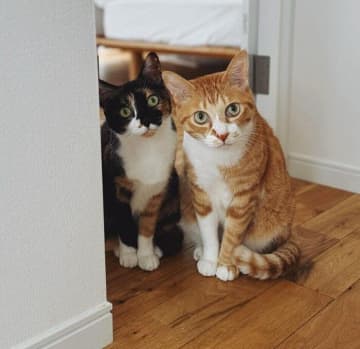 保護猫カフェで出会った“ビビり兄妹”が6年で甘えん坊に　夫婦にとって子どものような存在へ