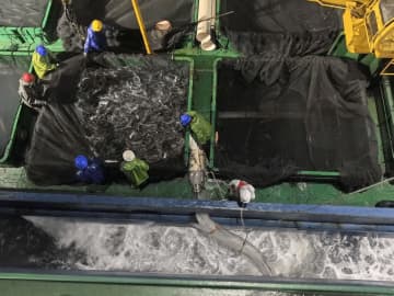 サーモン好きに朗報！中国の15万トン級養殖船に初めて稚魚投入―中国メディア