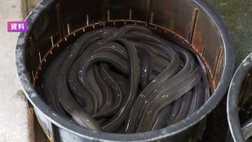 ウナギ規制案が大差で“否決”　鈴木農水相「ホッとしている。日本側の考え方ご理解いただいた」　12月の全体会議で正式決定