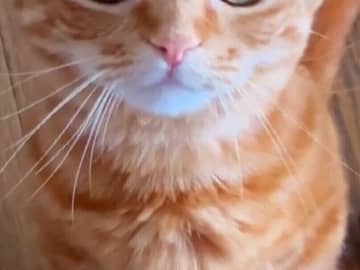 まるで別人ならぬ“別猫”！表情のオンオフが激しすぎるネコちゃん「そのギャップもまた魅力」と人々を魅了