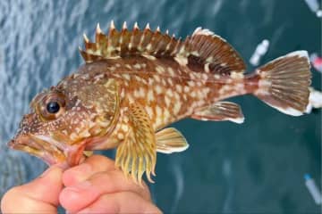 冬でも＆子どもでも釣れる「カサゴ」　カンタン「道具＆仕掛け」で狙える、おいしい高級魚！「超入門解説」