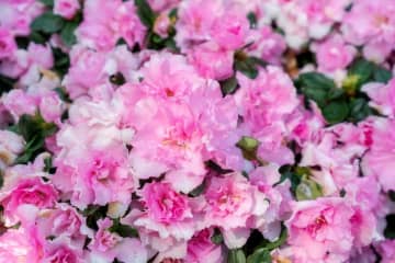 11月28日の花とは？【366日の誕生花と幸せの花言葉】