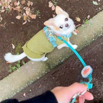 『正解が分からない…』犬と散歩中の飼い主→謎過ぎる『こだわり』を見せる光景が77万表示「うちの実家犬と全く一緒」「分かるｗ」共感の声も