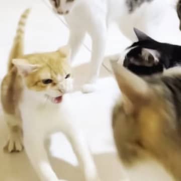 『狂暴な新入り子猫』に先住猫たちがとった対応とは…感動的すぎる『初対面の様子』が32万再生「なんて優しい世界」「涙が出た」