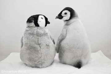 かわいい×かわいいで1.1万人もん絶　アドベンチャーワールドの赤ちゃんペンギン＆ぬいが最強すぎる