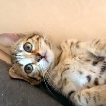 保護子猫のお腹をくすぐった結果→『手を噛まれるかな』と思いきや…悶絶級の『尊い反応』に絶賛の声「天使としか言いようがない」「癒された」