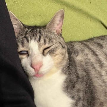 飼い主と添い寝する元保護猫の表情がじわじわくる!? 「愛と笑いを同時に届ける姿」に反響