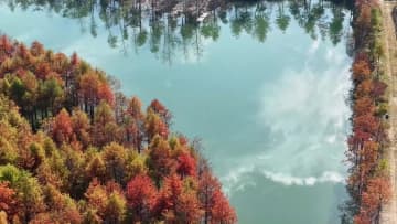 鮮やかに色づく初冬のラクウショウ林　中国・安徽省寧国市