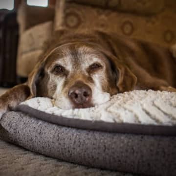 高齢犬が『夜に寝ない』ときに考えられる原因4つ 健康的な生活サイクルを取り戻す対処法も解説