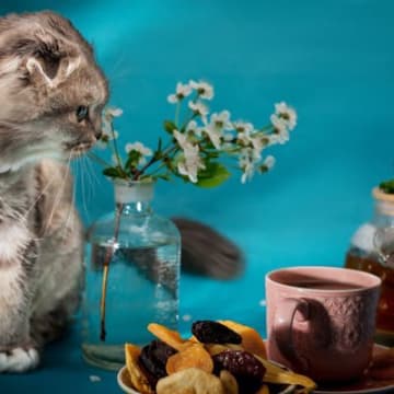 猫にとって『ドライフルーツ』が危険な理由3つ 命に関わる可能性も?