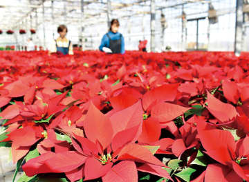 赤、ピンク、白　クリスマスを彩るポインセチア　埼玉・入間で出荷始まる　6万鉢を栽培　今年は急激に寒くなり色づきが1週間ほど遅れる