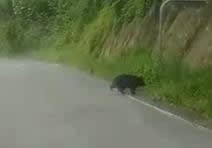 《ニュースを追って》クマ被害　防止に力　6月、茨城・大子で目撃　監視や駆除の体制強化