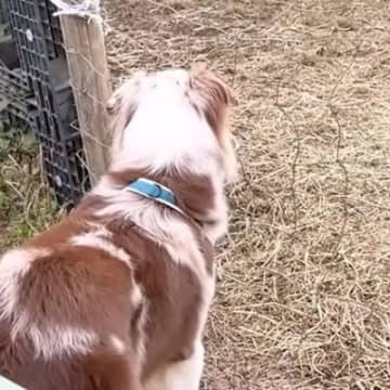 コミュ力が高すぎる犬と牧場へ→『ヒツジと仲良くなりたい』と挨拶したら…ちょっぴり切ない光景が10万再生「本能って凄いｗ」「ドン引きで草」