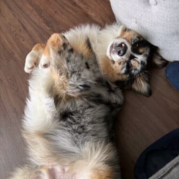 犬からの「大好き」のサイン5選　あるあるから、レアなアクションまで解説！