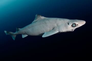 化粧品のために乱獲される深海ザメ、新たな規制で救えるか