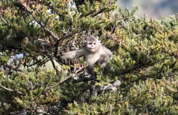 山を移動する雲南キンシコウの群れの映像撮影に成功―中国