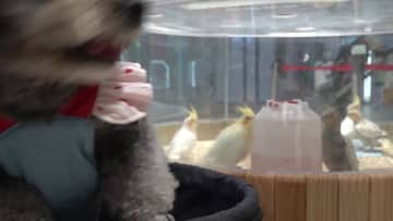 ペット同伴で楽しめる都会のスポットが増加　中国山東省