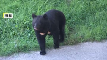 東京海上が“クマ保険”販売へ…施設侵入による営業停止の損失補償　ホテルやゴルフ場などが対象