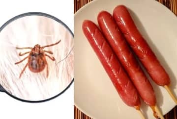 “ソーセージ食べた直後”に死亡の少年、死因は「ダニ誘発性アレルギー」の可能性…キャンプ中の悲劇