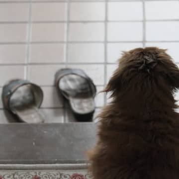 犬が飼い主に『出かけないで』と伝えているサイン4つ　嫌がる理由や飼い主が取るべき対応まで解説