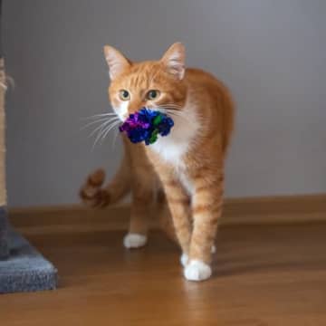 猫が『おもちゃ』を持ってくるときの心理5選　飼い主に伝えたいことがある？応え方まで解説