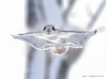 『獺』『鼯鼠』読める？　かわいい動物の難読漢字3選