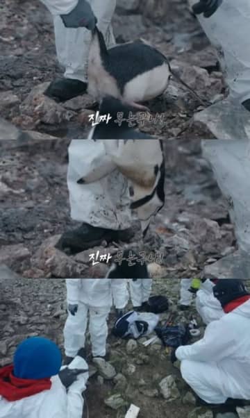 南極保護区域でペンギンを“逆さ持ち上げ”…韓国バラエティ番組に動物虐待疑惑が浮上　制作側「触れたのは研究員」