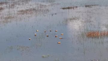 自然保護区にオグロヅル1300羽以上が飛来　中国・貴州省畢節市
