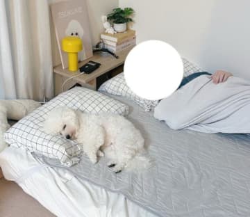 昼寝中のパパの隣でスヤァ　枕を器用に使って“リラックス全開”で眠る犬が可愛すぎる！