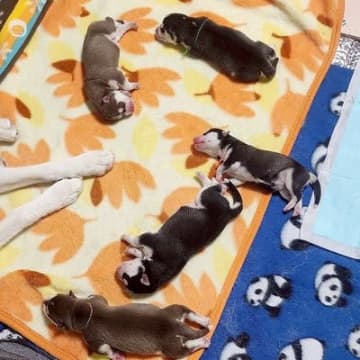 生まれて間もないハスキーの赤ちゃんたち→1年後に再集結した結果…『圧巻の成長ビフォーアフター』に5万いいね「なんて立派に」「尊すぎる」