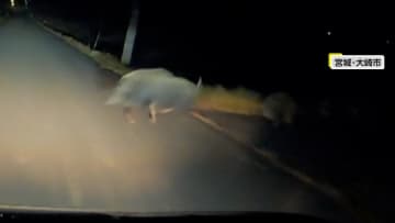 「ブヒっ！て言いながら逃げて」車の前に突然イノシシの列…3匹目に衝突　シカ激突で走行不能　紅葉狩りが台無し