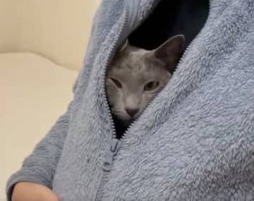 普段はクールだけれど「飼い主さん限定で甘えん坊」に！　着ている上着に入り込む猫の甘えっぷりに反響