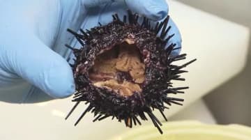 香川に新しい食のブランド「讃岐うどん雲丹」が誕生　瀬戸内海の「磯焼け」と「フードロス」の課題解決へ【香川発】