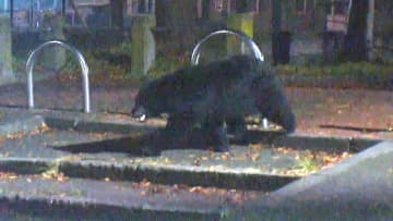 “もはや日常”クマ出没、駅のトイレまで…男性襲われ負傷　入り口からクマが“のぞき込む”
