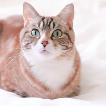 猫が『香箱座り』をする理由4選 可愛い姿勢に隠された心理まで解説