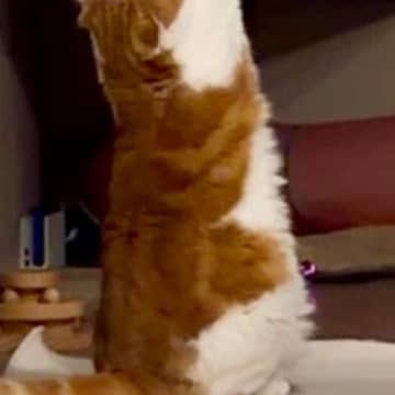 突然両足で立ち上がった猫→『前足』を見ると…祈りを捧げるかのような『まさかのポーズ』に13万いいね「壮大な儀式w」「ネコを信じなさい」