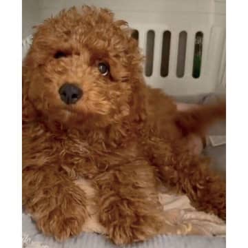 臆病でクレートから出られなかった子犬 1年後には“キラキラ笑顔”で全力で甘えるコに成長!