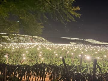 ドラゴンフルーツ畑にイルミネーション、そのワケは？―中国
