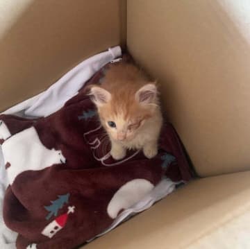 海で溺れかけていたところを保護された推定生後3週間の子猫→わずか1年で美しく成長! 「モデルみたいな凛々しい姿」に惚れ惚れする